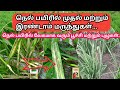 நெல் பயிரில் வேகமாக பரவிவரும் புழு, பூச்சி மேலாண்மை | Paddy pests and insects management