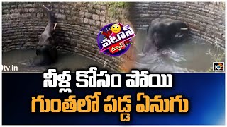 నీళ్ల కోసం పోయి గుంతలో పడ్డ ఏనుగు | An elephant accidentally fell into a well | Patas News | 10TV