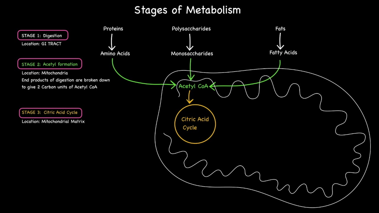 Stages Of Metabolism - YouTube