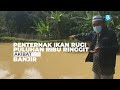 PENTERNAK IKAN RUGI PULUHAN RIBU RINGGIT AKIBAT BANJIR