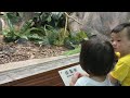 20170624 姐姐弟弟與爸爸一起逛台北動物園11綠鬣蜥