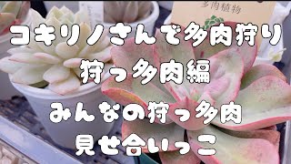 『多肉植物』コキリノさんで多肉狩り♬みんなの狩っ多肉編