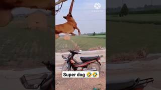 शैतान कुत्ते ने जब देख FUNNIEST ANIMAL MOMENTS CAUGHT ON CAM 14 funny videos