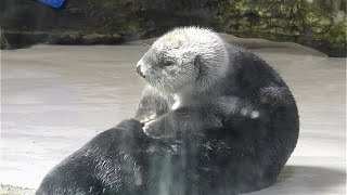 ラッコ　メイちゃんとキラちゃん　くつろいでいます【鳥羽水族館】Sea otter Mei-chan Kira-chan Toba Aquarium