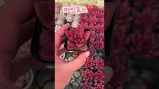 이쁨 가득 민이네다육 국민다육들❤️ 방문시 1,500원 택배시 2,000원 #plants #succulent #cactus #국민다육 #민이네다육 010-6863-0625