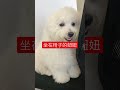 （比熊犬）妞妞坐椅子上～可愛