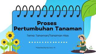 Proses Pertumbuhan Bunga Matahari (Tanaman Hias)