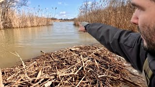 “BEAVERS OCEANIC MISTAKE” Beaver Dam Removal Unleashes Lake Overflow Drain