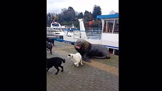 Cute chubby baby Sea lion vs pack of dogs....