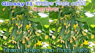 বিজ্ঞান সন্মত কৰা হাইব্ৰিড (Glossy ) তিয়হ খেতি। cucumber farming in Assam India.Hatem Ali's life.