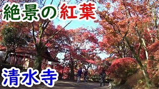 迷列車京都秋旅⑤清水寺から見る絶景の紅葉【迷列車探訪】