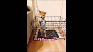 トイレトレーニング。。#柴犬 #しつけ #仔犬