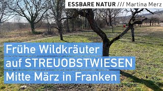 Einfache essbare Wildkräuter in Streuobstwiesen // Große Vielfalt!