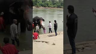 hampi bathing eliphant in tungabhadra river