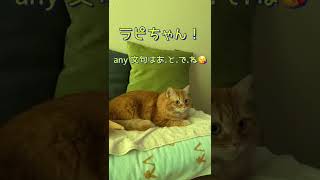 【衝撃の事実】！毎回真剣な眼差しで動画チェックする猫　＃shorts