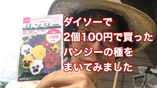 ダイソーで2個100円で買ったパンジーの種をポットにまいてみました！