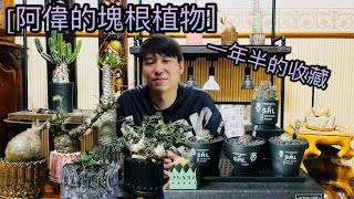 ［阿偉的塊根植物］一年半後我的收藏改變了什麼？生長季植物有什麼變化？最後公佈一個大消息🤩塊根植物/龍舌蘭/象足漆樹/象牙宮/大戟科/棒槌屬