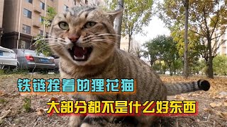 被铁链拴着的狸花猫，你可别心疼，十有八九不是什么好东西【宠物小豌豆】