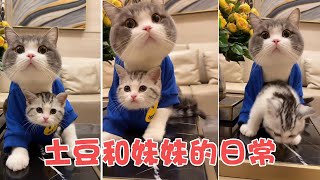 土豆小猫咪的日常丨快艾特你最爱的人来看！#Shorts