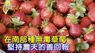 【嘉義】不敢昧良心賣農藥殘留水果 草莓農刻苦轉型善待土地 在南部種出香甜成果∣一步一腳印【鑽研無毒草莓善回報】20240407