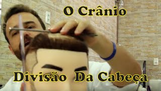VÍDEO #1 DIVISÃO DAS ÁREAS DA CABEÇA, A ESTRUTURA DO CRÂNIO- CURSO PARA BARBEIROS