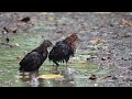 【夫婦で水浴び】オオクイナ slaty legged