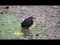 【夫婦で水浴び】オオクイナ slaty legged