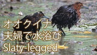 【夫婦で水浴び】オオクイナ Slaty legged