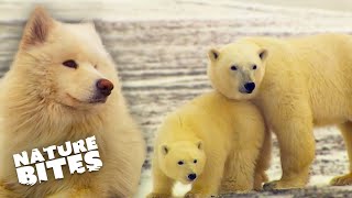 Adorable Polar Bear Cubs Brave the Frozen Arctic | Nature Bites