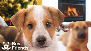 Adorable Puppies Yule Log 1-Hour Crackling Fire