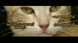 Interesting facts about CATs || പൂച്ച വിശേഷങ്ങൾ