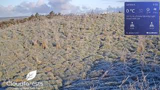 Native Woodland Gift Tree Grove From Cloudforest One Lahinch