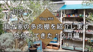 【Vlog#66】【多肉植物】我が家の多肉棚紹介します！紅葉で色づいてきた初冬編【多肉棚】【お気に入り紹介】