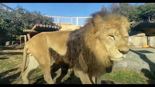 東武動物公園のライオン