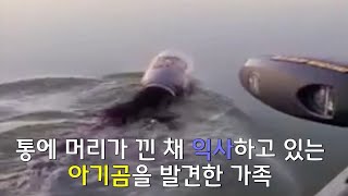 플라스틱 통에 머리가 낀 채 수영하는 아기곰을 발견한 가족