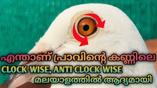 പറവ 🕊️പ്രാവിന്റെ കണ്ണിന്റെ ആരും പറയാത്ത രഹസ്യങ്ങൾ PART 2