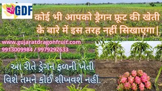 No one will teach you about dragon fruit farming like this | Dragon fruit Plantation | Fruit Farming