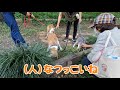 柴犬ちゃこやん 25 shiba inu chaco yan 上尾丸山公園の花菖蒲はもうすぐだけど、すてきな出会いはもう満開！ 柴犬 犬と行ける公園 犬のいる幸せ