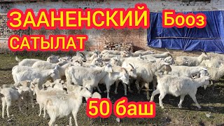 Сүт ЭЧКИЛЕР САТЫЛАТ || 50 БАШ БААРЫ БООЗ.