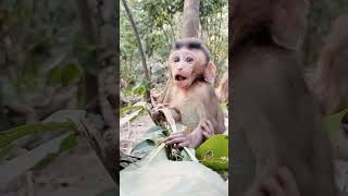 Full Video Monkey Short Time Part 01