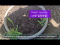 얼라이썸 모종 sweet alyssum seedlings