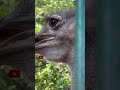 ostrich ഒട്ടകപക്ഷി @ thrissur park