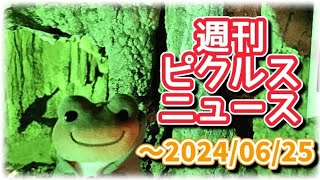 【かえるのピクルスさん】週刊ピクルスニュース【～2024/06/25】