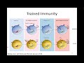 immunology fall 2022 lecture 26 ilcs and immune response kinetics