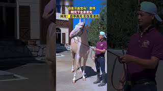 白金汗血寶馬全身在陽光下發光，網友稱實在漂亮 #白金汗血寶馬 #陽光光彩