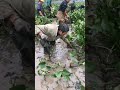 turtle, turtles, fishing, Turtle catching in village, people catch turtle at farm