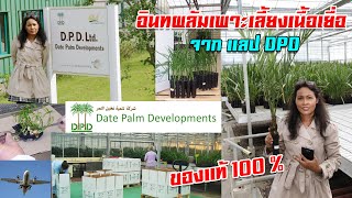 ต้นอินทผลัมพร้อมปลูก นำเข้าจากแลป DPD ของแท้ 100%