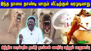 இந்த நாயை தாண்டி யாரும் வீட்டுக்குள் வர முடியாது  | Indian Dog Breed