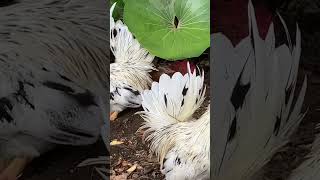 砂浴びを邪魔されるにわとり　Disturbed rooster