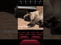 劇場内で寝る猫🐱💤 cats sleeping in the　theater shorts cat